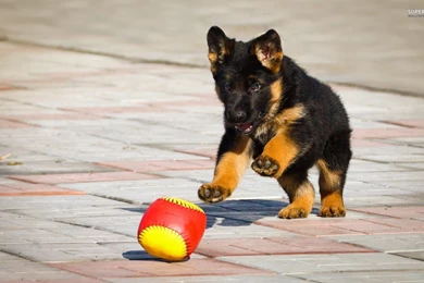 German Shephard Puppy Wallpapers   Animal Wallpapers