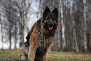 Shepherd Dog HD Wallpapers