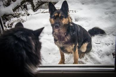 Dinosaurs: German Shepherd Cat Dog Cute Puppys Sweet Animal Dogs ...