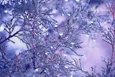 Lavender Winds Wallpapers By ClarabellafaireStock On DeviantArt