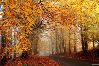 Free Wallpapers   Free Nature Wallpapers   Autumn Landscape 1 ...