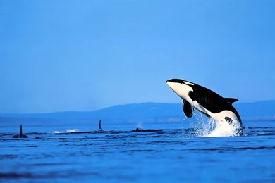 12 Orca HD Wallpapers