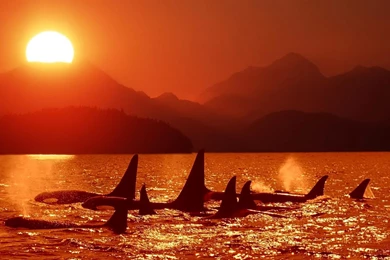 Killer Whales Wallpapers   Wallpapers Cave