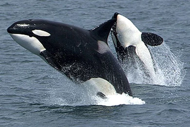 Two Orca Play Together Wallpapers High Resoluti