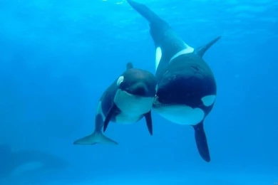 Orcas Wallpapers Free Desktop Backgrounds And Wallpapers