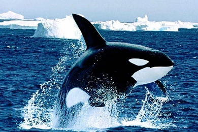 Wild Orca Jumping   Wallpaper.