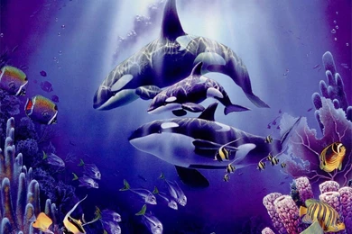 Beautifull Purple Orca Wallpapers High Resoluti