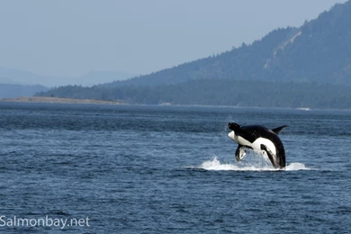 That's How I Rollerboard… » Photography