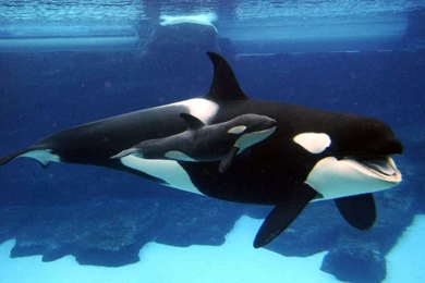 Wild Orca Wallpapers   Wallpaper.