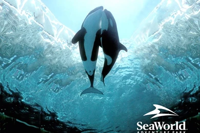 Tranquil Orca (~is A Crazy Dramatic Dolphin!~)   DeviantArt