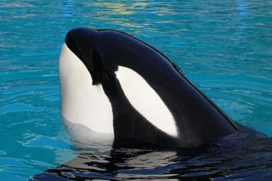 Wild Orca Wallpapers   Wallpaper.