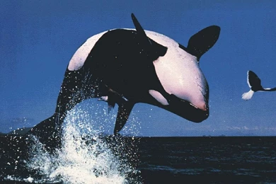 Orcas, Blackfish, Killer Whales   Lessons   TES