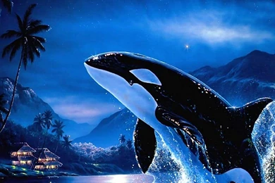 Orca Free Wallpapers (17 Photos) For Your Desktop, Download Pictures