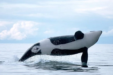 Killer Whale Wallpapers   Wallpapers Cave