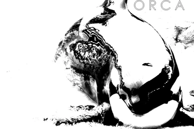 Killer Whale Grin By Annlo13 On DeviantArt