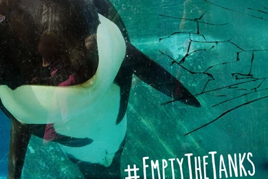 FREE Orca Phone Wallpaper!