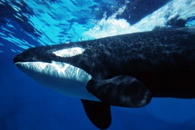 Whales Wallpapers Page 2: Breaching Humpback Whale Ocean Fly ...