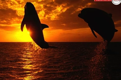 Whales: Heike Orcas Sunset Jumping Sea Orca Pictures For HD 16:9 ...