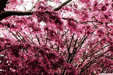 Pinky Leaves >> HD Wallpaper, Get It Now!