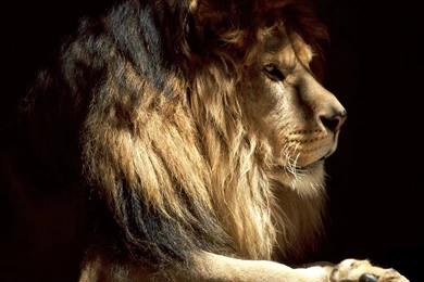 Wallpapers HD Lion: Strength Is All You Can Get From Them – Design ...