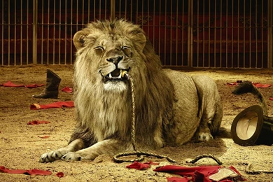 Lions, Wallpapers, Animated, Love (