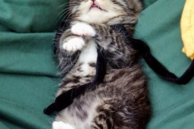 Sweet Dreams Wallpapers   CuteImages.net