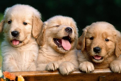 Pictures Of Baby Animals With Cute Three Puppies