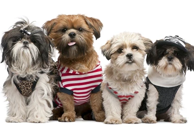 Dogs 9 Wallpapers   Download Free Dogs 9 0 Cool HD Nature Desktop ...