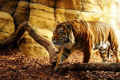 Tiger Zoo Wallpapers