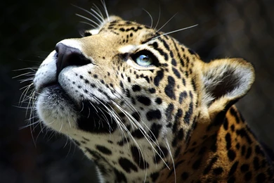 Leopard Wallpapers 4   Best Wallpapers Collection