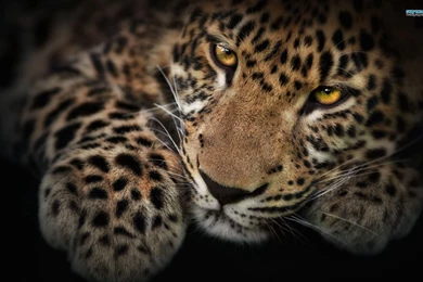 1920x1080px Leopard Wallpapers HD Free