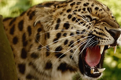 Leopard Is Not Amused Wallpapers