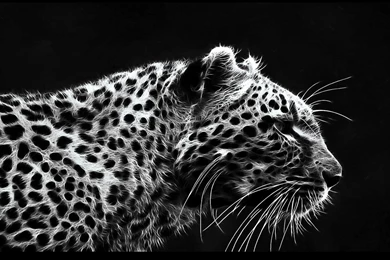 Black Leopard Backgrounds   Wallpapers Cave