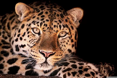 Leopard HD Wallpapers SV6Y