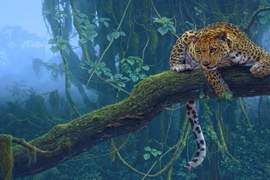 Leopard Wallpapers High Definition