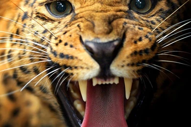 Leopard Wallpapers Hd008 – Wallpaperjosh