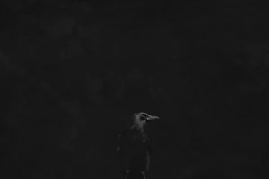 Crow On Black By Dave Riensche