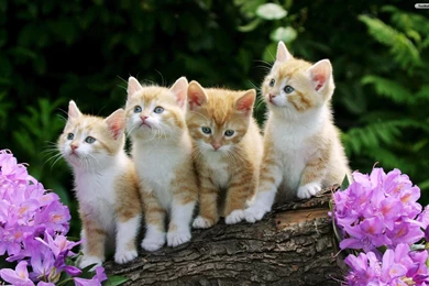 Download Cats Beautiful Cats Free Wallpapers