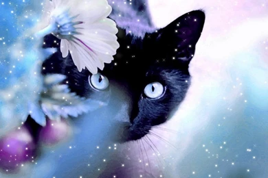 Beautiful Cat   Cats Wallpapers (16095933)   Fanpop