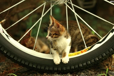 Download Beautiful Cat Fb Wallpapers