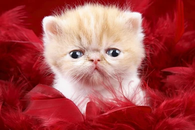 Desktop hd images of beautiful cats.jpg