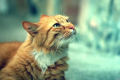 Beautiful Cat   Cats Wallpapers