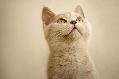30+ Adorable And Cute Cat Pictures