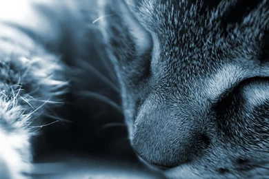 Beautiful Cat   Cats Wallpapers (16096423)   Fanpop