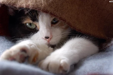 Download Beautiful Cat Caa Wallpapers