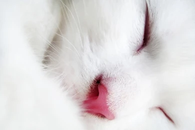 30 Innocent And Cute Cat Pictures