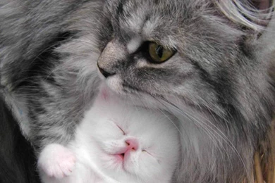 Beautiful Cat And Kitten   Cats Wallpapers (16121833)   Fanpop