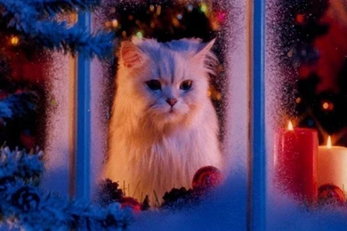 Beautiful Cat   Cats Wallpapers (16123408)   Fanpop