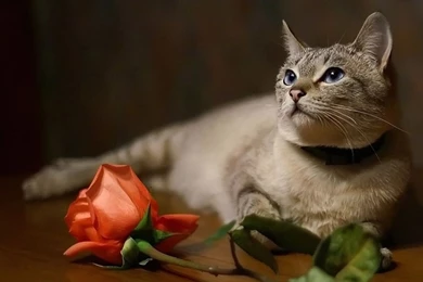 Beautiful Cat   Cats Wallpapers (16123426)   Fanpop