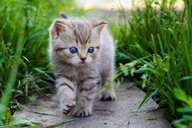 Beautiful Cat Wallpapers   Wallpapers